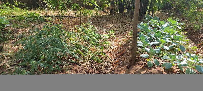 പ്രമാണം:41069 veg09.jpg