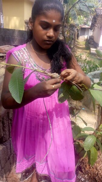 പ്രമാണം:44018 e2.jpg