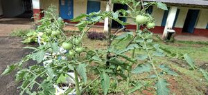 38077 Vegitable Garden 2025 11.jpg