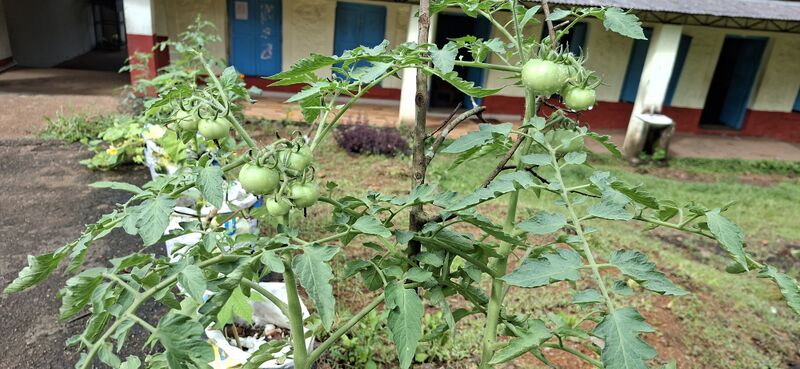 പ്രമാണം:38077 Vegitable Garden 2025 11.jpg