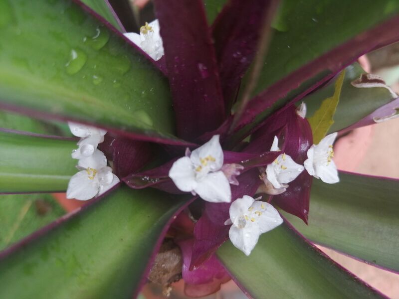 പ്രമാണം:42021 0341.jpg