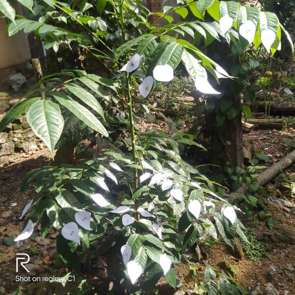 പ്രമാണം:44068 134.jpeg