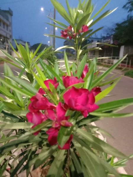 പ്രമാണം:48554 soundaryam2.jpg