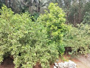 BS21 pkd 21833 3.resized.jpg