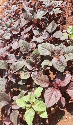 16227-vegetable garden 4.jpeg