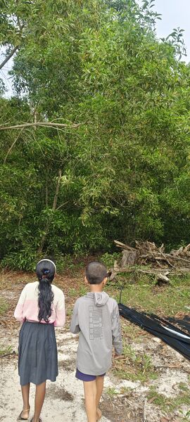 പ്രമാണം:ALP 35330 ENVIRONMENTAL OBSERVATION3.jpg