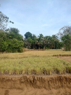 19541 Ente gramam-ramacham image 2.jpeg