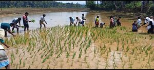 19833-Nellu start 2022 23 2.jpg