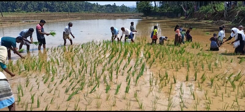 പ്രമാണം:19833-Nellu start 2022 23 2.jpg