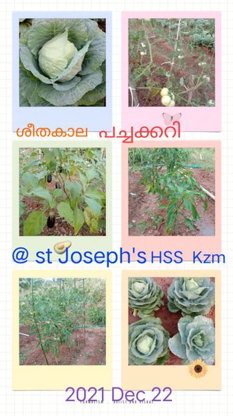 പ്രമാണം:25042 veg garden 3.jpg