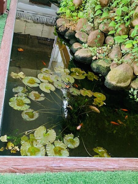 പ്രമാണം:26038pond.jpg