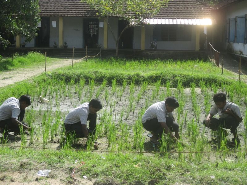 പ്രമാണം:34010-field.JPG
