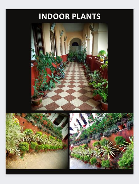 പ്രമാണം:33025 orchard3.jpg