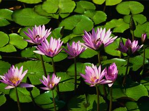 Copy of Water lilies.jpg