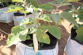 young farmers in vegetable gardon