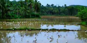 പുഞ്ചപ്പാടം.jpg