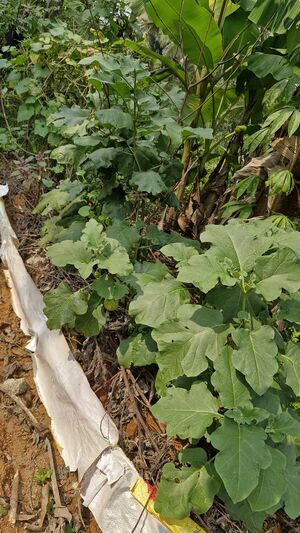 11258 hitech brinjal.jpg