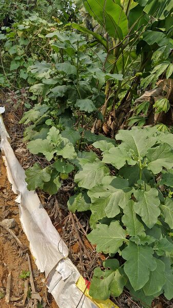 പ്രമാണം:11258 hitech brinjal.jpg