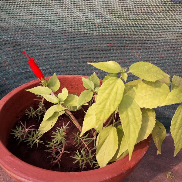 പ്രമാണം:21302-bio 11.jpg