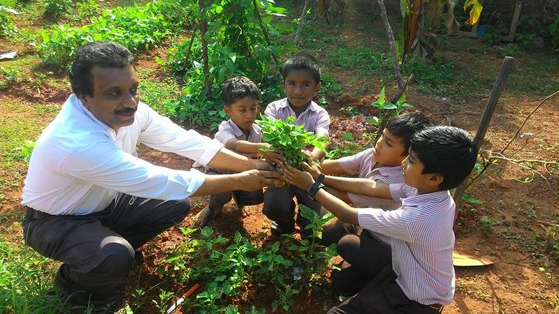 പ്രമാണം:Seed harvesting.jpg