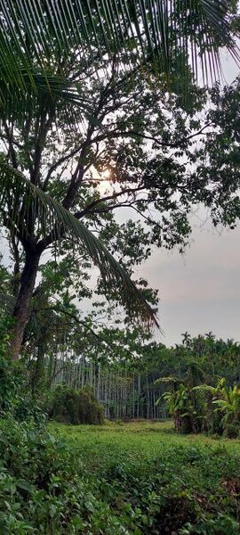 പ്രമാണം:19863 field.jpg