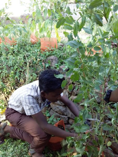 പ്രമാണം:32020 VeG01.jpg