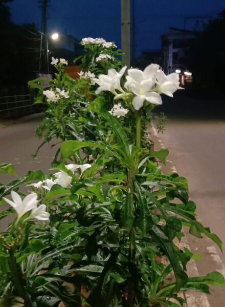 പ്രമാണം:48554 soundaryam1.jpg