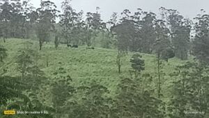 30081 Elephants in Vanchivayal.jpg