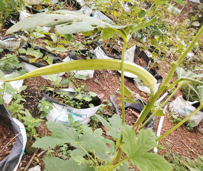 പ്രമാണം:42341Vegetable garden.jpg