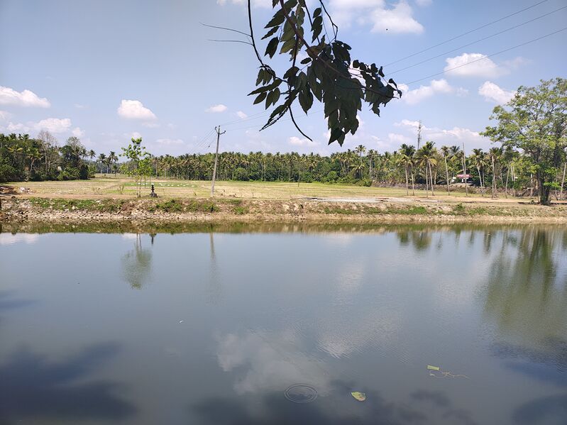 പ്രമാണം:23039 chembuchira chira.jpg