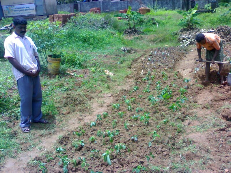 പ്രമാണം:19833 krishi 187.jpg