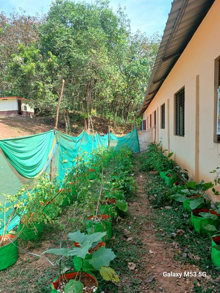 പ്രമാണം:40338 School veg garden.jpeg