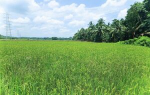 18057 Paloor Padam.jpg