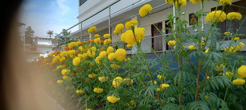 പ്രമാണം:25078 school garden.jpg