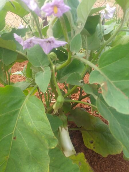 പ്രമാണം:30023 sg3.jpg