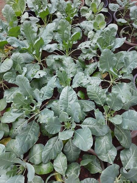 പ്രമാണം:34035 UPLOADS PD6(24).jpeg