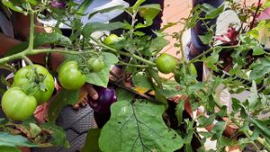 44439 Vegetable Garden.jpg