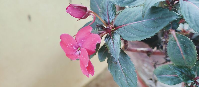 പ്രമാണം:FLOWER 1.jpg