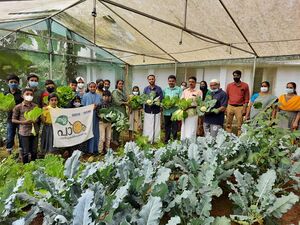 15456 mazhamara.jpeg