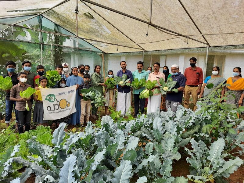 പ്രമാണം:15456 mazhamara.jpeg