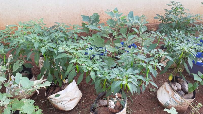 പ്രമാണം:20401 vegetable garden.jpg