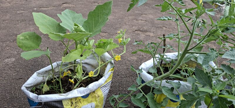 പ്രമാണം:38077 Vegitable Garden 2025 7.jpg