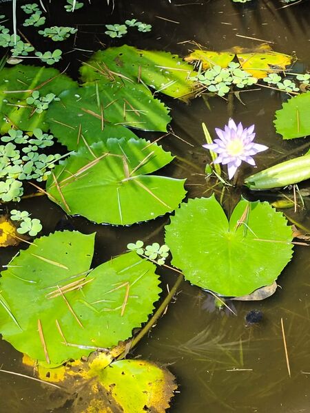 പ്രമാണം:42021 garden5.jpg