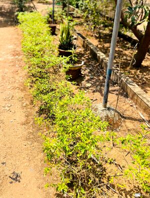 18103 jaivavaividyam 1.jpg