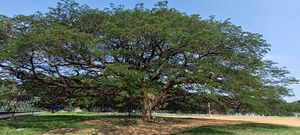 26302-Entegramam-X'mas tree-01.jpg