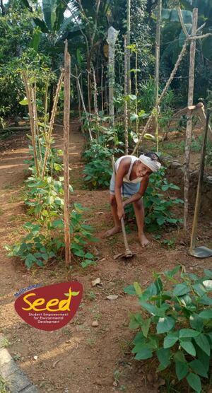 29312 seedonline3.jpeg