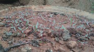 48239 pachakkarithottam5.jpeg