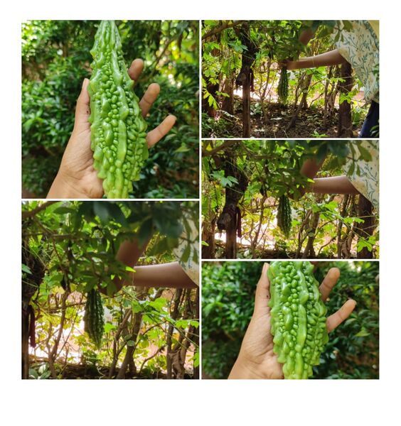 പ്രമാണം:14002 guveg.jpeg