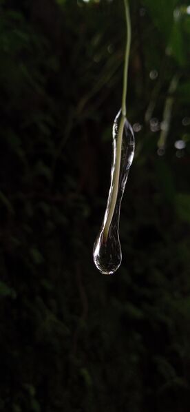 പ്രമാണം:19042 Science Photography Hisana.jpg