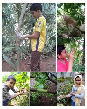 19879 buddinggraftng.jpeg